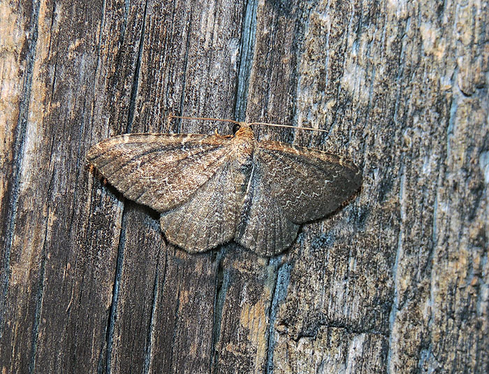 Cataclysme riguata Geometridae